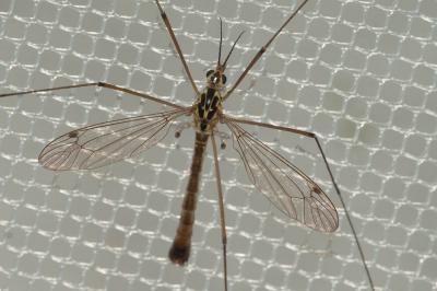  Nephrotoma cornicina (Linnaeus, 1758)