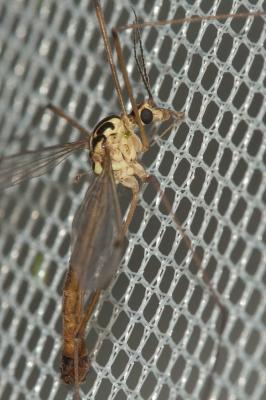  Nephrotoma cornicina (Linnaeus, 1758)