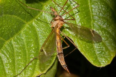 Tipule à ailes cendrées avec une tache blanche cen Tipula lunata Linnaeus, 1758