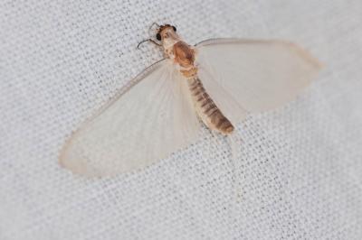  Ephoron virgo (Olivier, 1791)