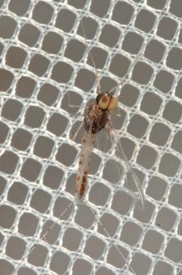 Ephémère, Mouche de mai Cloeon dipterum (Linnaeus, 1760)