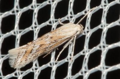  Ptocheuusa paupella (Zeller, 1847)