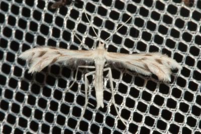  Wheeleria spilodactyla (Curtis, 1827)