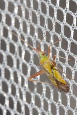  Phytocoris citrinus Bolívar, 1881