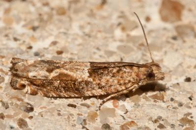  Crocidosema plebejana Zeller, 1847