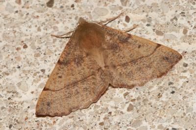 Himère-plume (L'), Phalène emplumée (La) Colotois pennaria (Linnaeus, 1760)