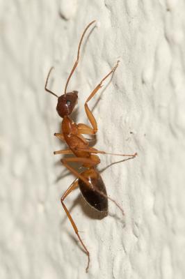  Camponotus pilicornis (Roger, 1859)