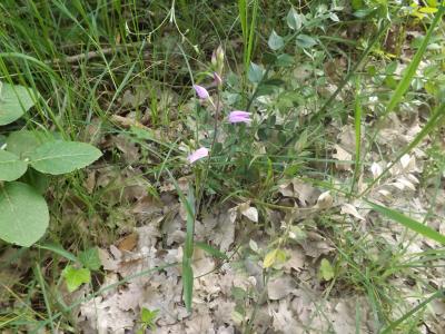Céphalanthère rouge, Elléborine rouge Cephalanthera rubra (L.) Rich., 1817