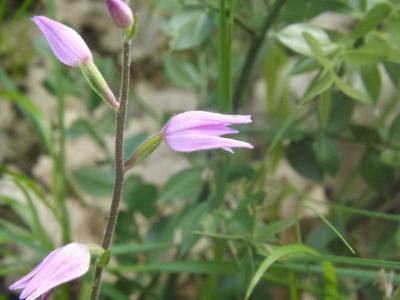 Céphalanthère rouge, Elléborine rouge Cephalanthera rubra (L.) Rich., 1817