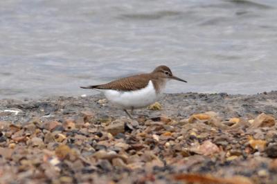 Chevalier guignette Actitis hypoleucos (Linnaeus, 1758)