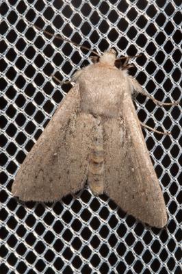 Leucanie du Maïs (La) Leucania zeae (Duponchel, 1827)