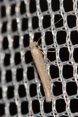  Bedellia somnulentella (Zeller, 1847)