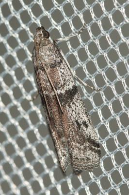  Ephestia welseriella (Zeller, 1848)