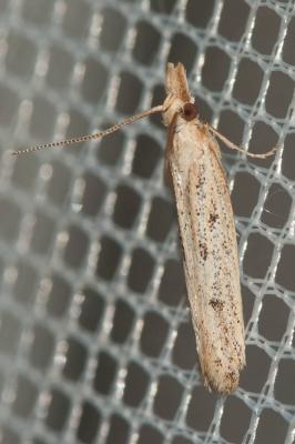 Holcopogon bubulcellus (Staudinger, 1859)