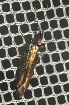  Coleophora alcyonipennella (Kollar, 1832)