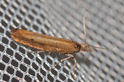  Ypsolopha ustella (Clerck, 1759)