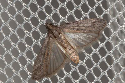  Ephestia unicolorella Staudinger, 1881
