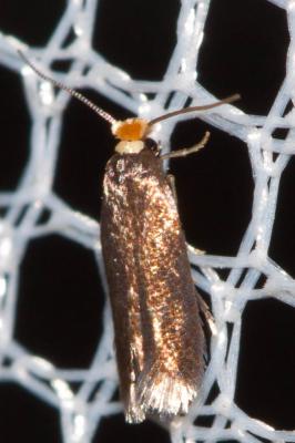  Stigmella roborella (Johansson, 1971)