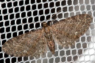 Eupithécie austère (L') Eupithecia vulgata (Haworth, 1809)