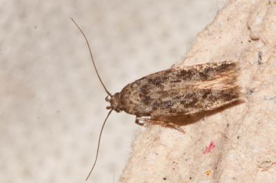  Carpatolechia decorella (Haworth, 1812)