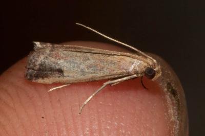  Metallostichodes nigrocyanella (Constant, 1865)
