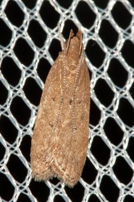  Helcystogramma lutatella (Herrich-Schäffer, 1854)