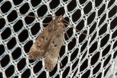  Dichomeris alacella (Zeller, 1839)