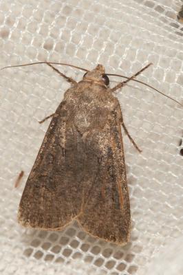 Noctuelle des Moissons (La) Agrotis segetum (Denis & Schiffermüller, 1775)