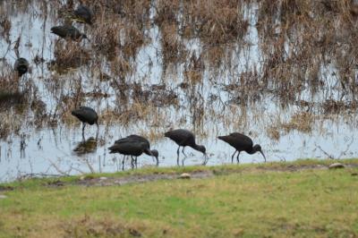 Ibis falcinelle Plegadis falcinellus (Linnaeus, 1766)
