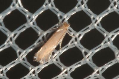  Phyllonorycter delitella (Duponchel, 1844)