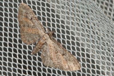 Eupithécie frappée (L') Eupithecia icterata (Villers, 1789)