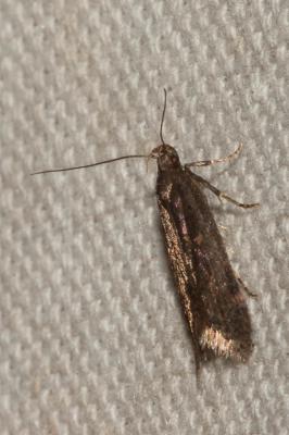  Mirificarma lentiginosella (Zeller, 1839)