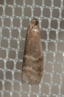  Euzophera bigella (Zeller, 1848)