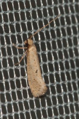  Ateliotum petrinella (Herrich-Schäffer, 1854)