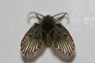  Clogmia albipunctata (Williston, 1893)