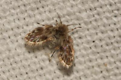  Pericoma Walker, 1856