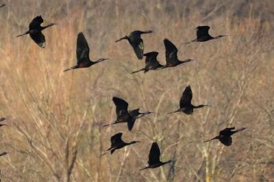 Ibis falcinelle Plegadis falcinellus (Linnaeus, 1766)