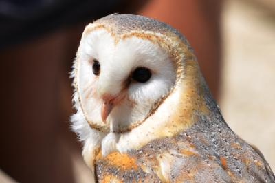 Chouette effraie, Effraie des clochers Tyto alba (Scopoli, 1769)