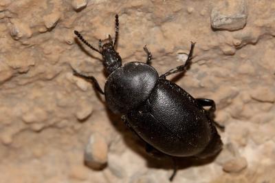 Silphe lisse Ablattaria laevigata (Fabricius, 1775)