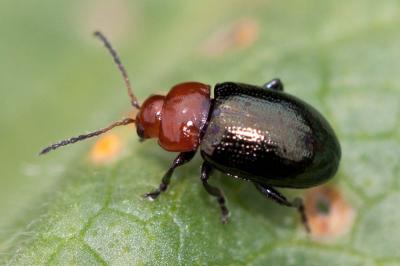 Altise des mauves Podagrica fuscipes (Fabricius, 1775)