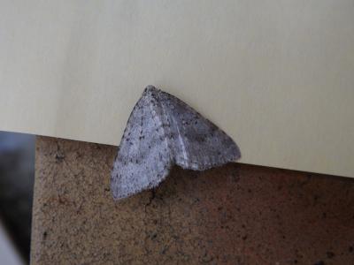 Cidarie pointillée (La) Colostygia multistrigaria (Haworth, 1809)