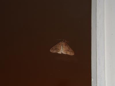 Hibernie défeuillante (L') Erannis defoliaria (Clerck, 1759)