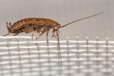  Ectobius pallidus (Olivier, 1789)