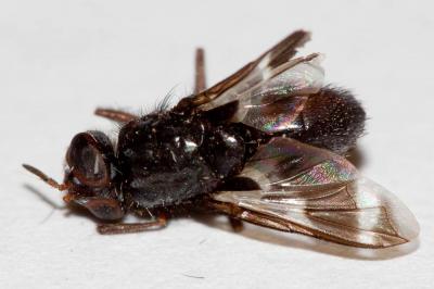  Euthera fascipennis Loew, 1854
