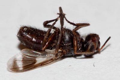  Euthera fascipennis Loew, 1854