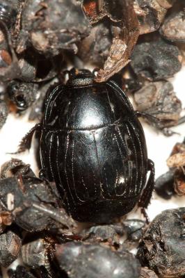  Margarinotus brunneus (Fabricius, 1775)