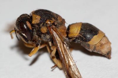  Ancistrocerus auctus (Fabricius, 1793)