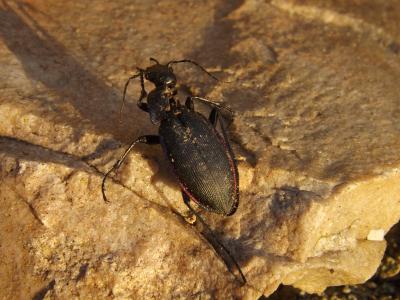 Carabe purpurin Carabus violaceus purpurascens Fabricius, 1787
