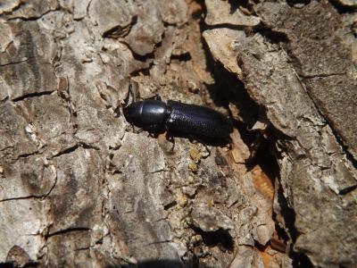 Temnochile bleu Temnoscheila caerulea (Olivier, 1790)
