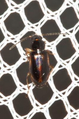  Acupalpus maculatus (Schaum, 1860)